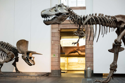 © Senckenberg Naturmuseum Frankfurt © Senckenberg Naturmuseum Frankfurt